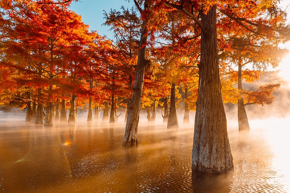 Swamp cypresses on a Florida waterway reflect the fall color trends.